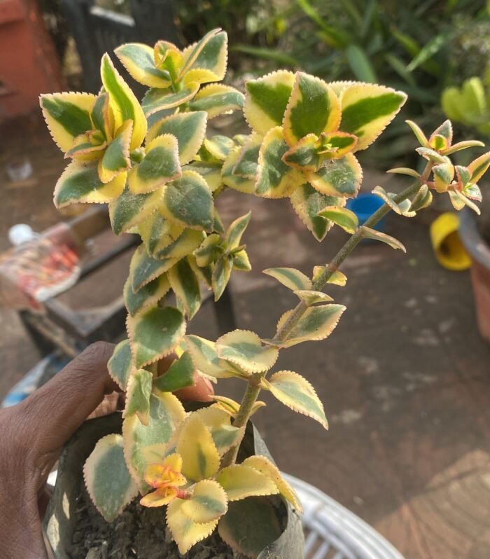 Sarmantosa