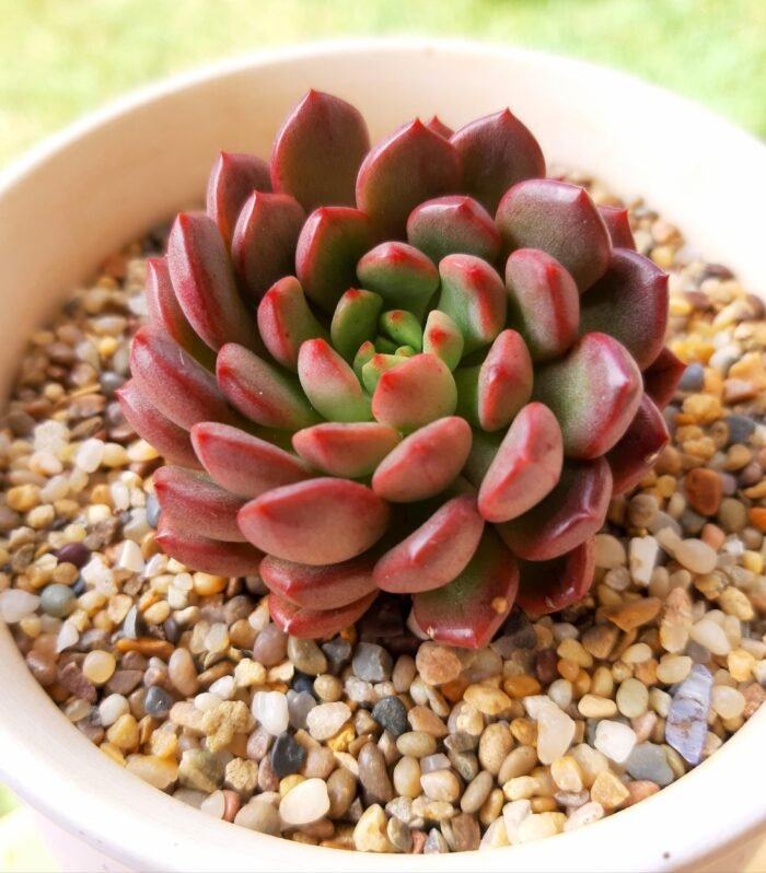Sedeveria Pink Ruby