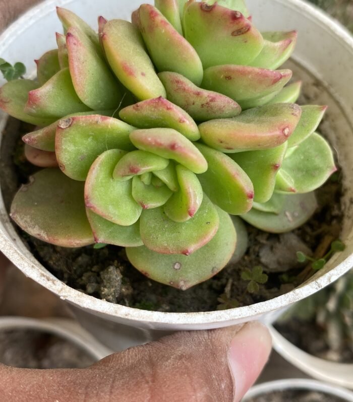 Sedeveria Rolly