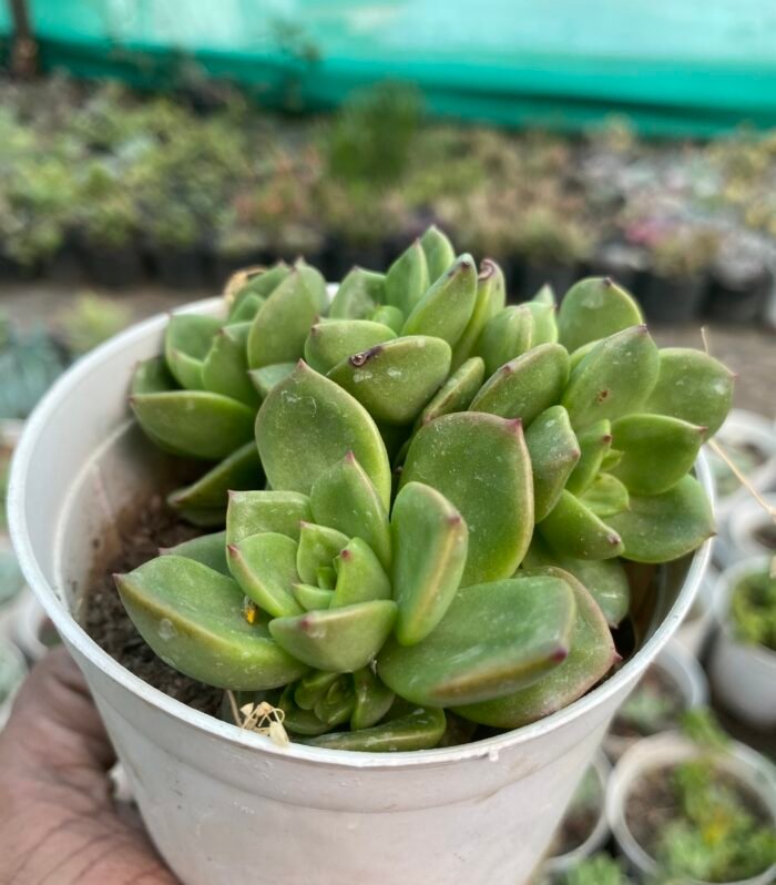 Sedum Letezia
