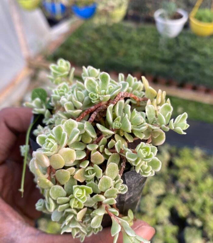 Sedum Makinoi Varigated