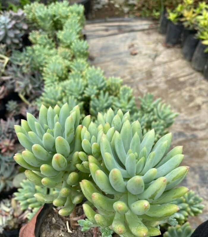 Sedum Rubro
