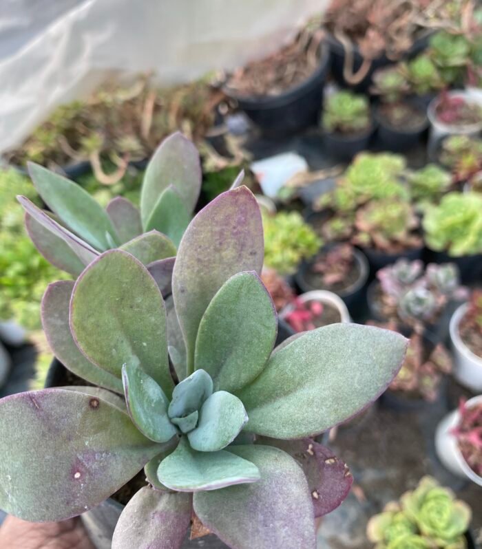 Senecio Fire