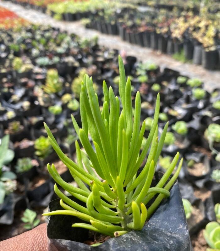 Senecio barbertonicus