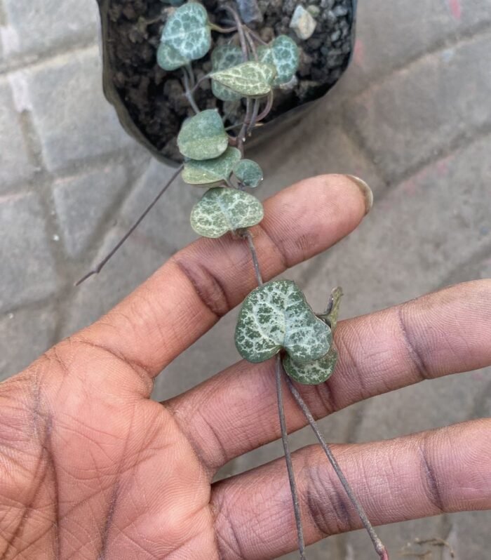 String of Heart
