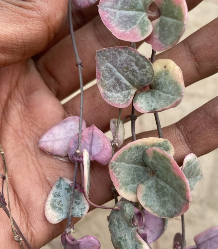 String of Heart Varigated