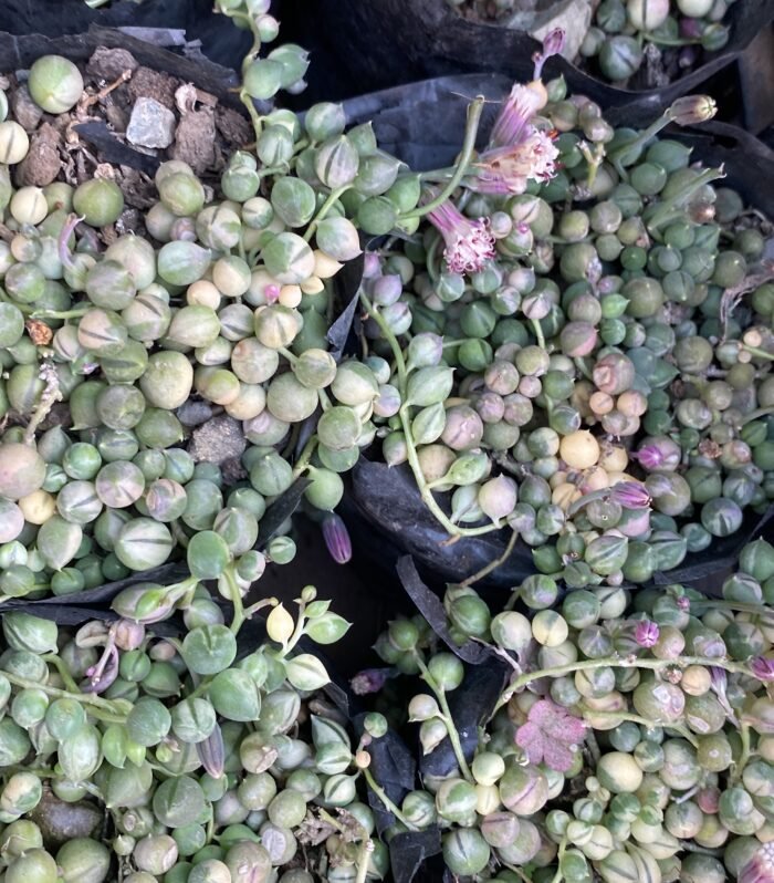 String of Pearls Varigated
