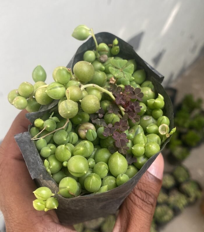 String of Pearls