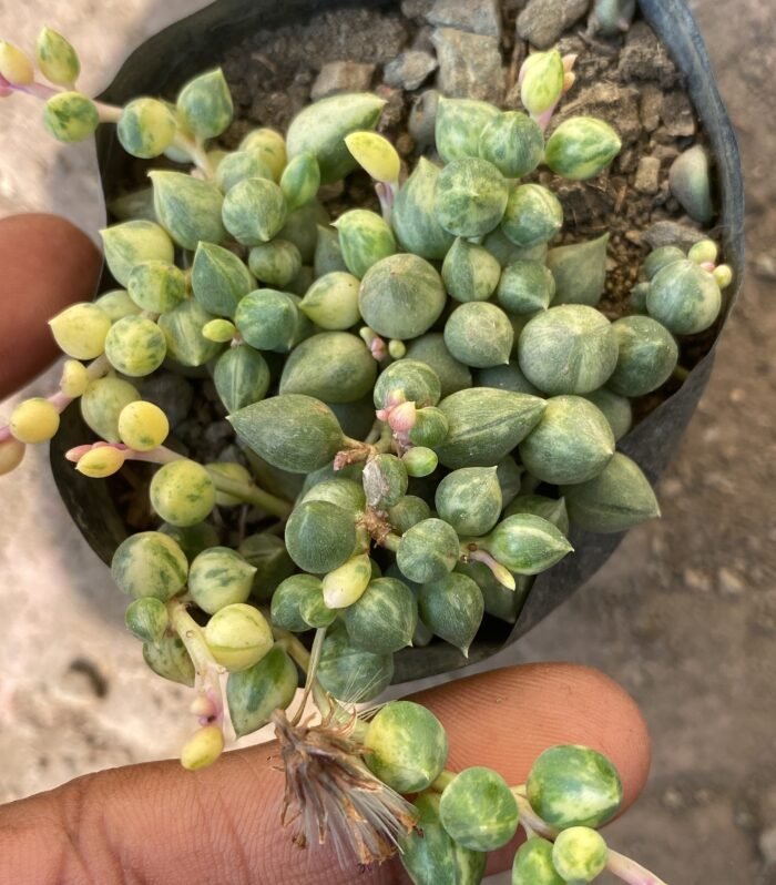 String of Tears Varigated