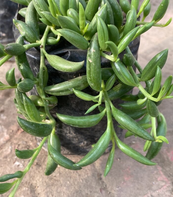 String of Tears