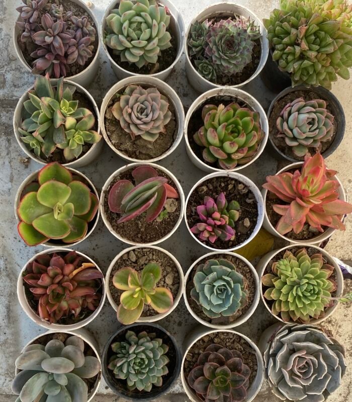 Succulent Combo Of 20 Type A