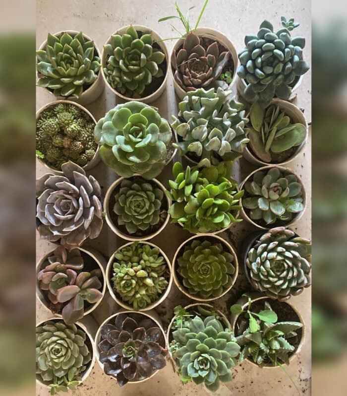 Succulent Combo Of 20 Type B