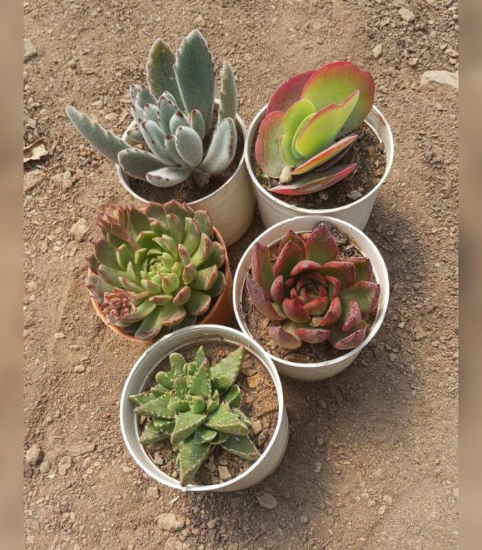 Succulent Combo of 5 type A