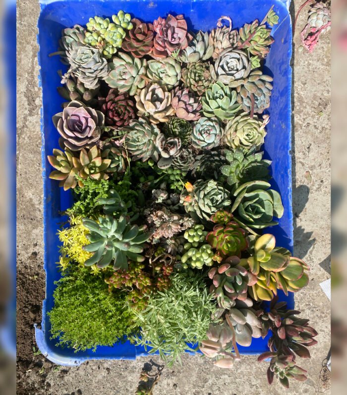 Succulent Combo of 50