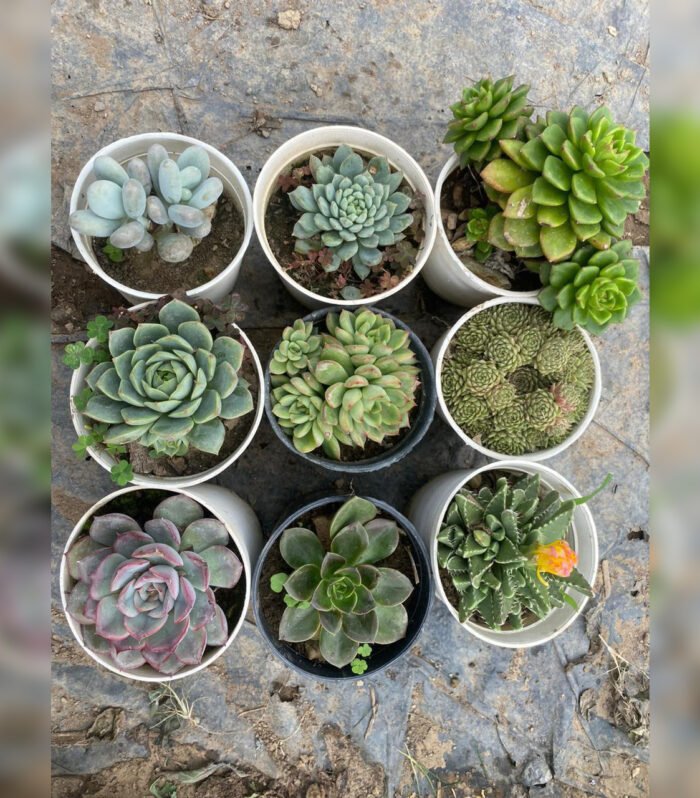 Succulent Combo of 9