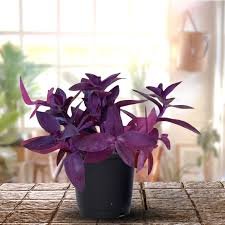 Tradescantia Purple Heart