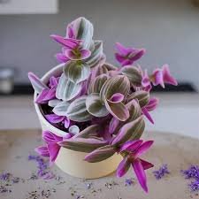 Tradescantia Purple
