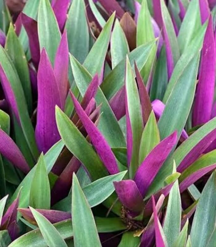 Tradescantia Rio