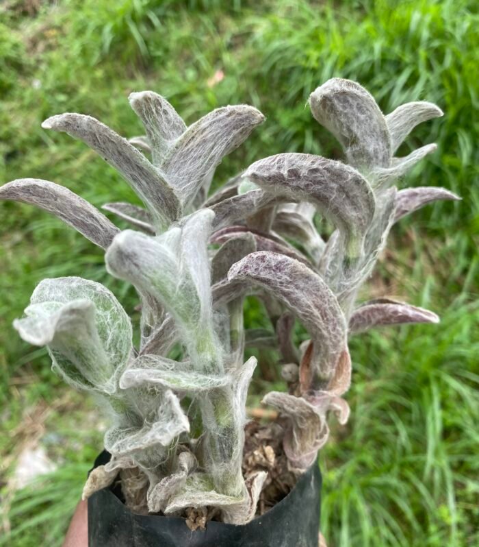 Tradescantia Sillamontana