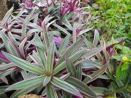 Tradescantia Spathacea