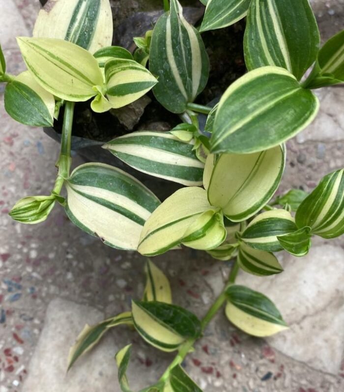 Tradescantia Varigated
