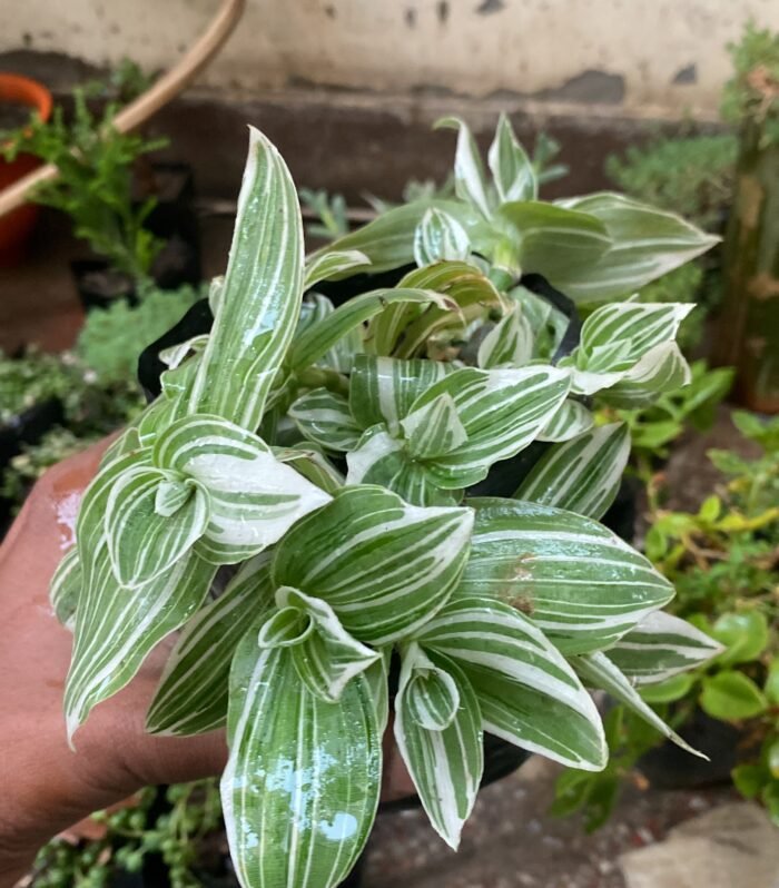 Tradescantia White