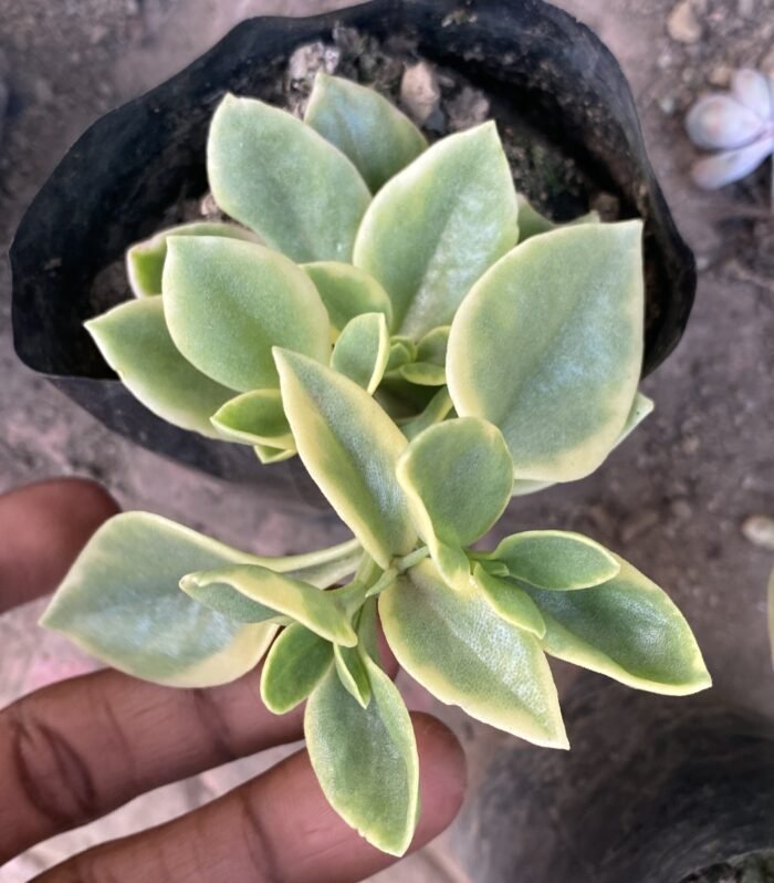 Varigated Baby Sunrose