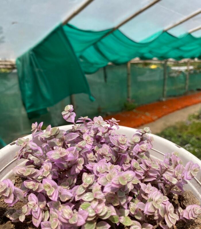 Wandering Jew Pink Lady