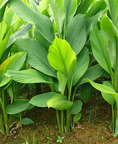 Yellow Turmeric bulb (Indian Peeli Haldi)